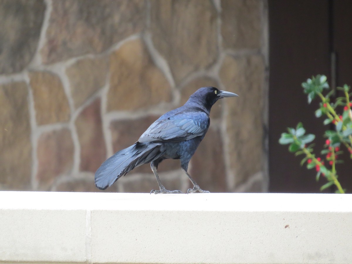 Great-tailed Grackle (Great-tailed) - ML105576841