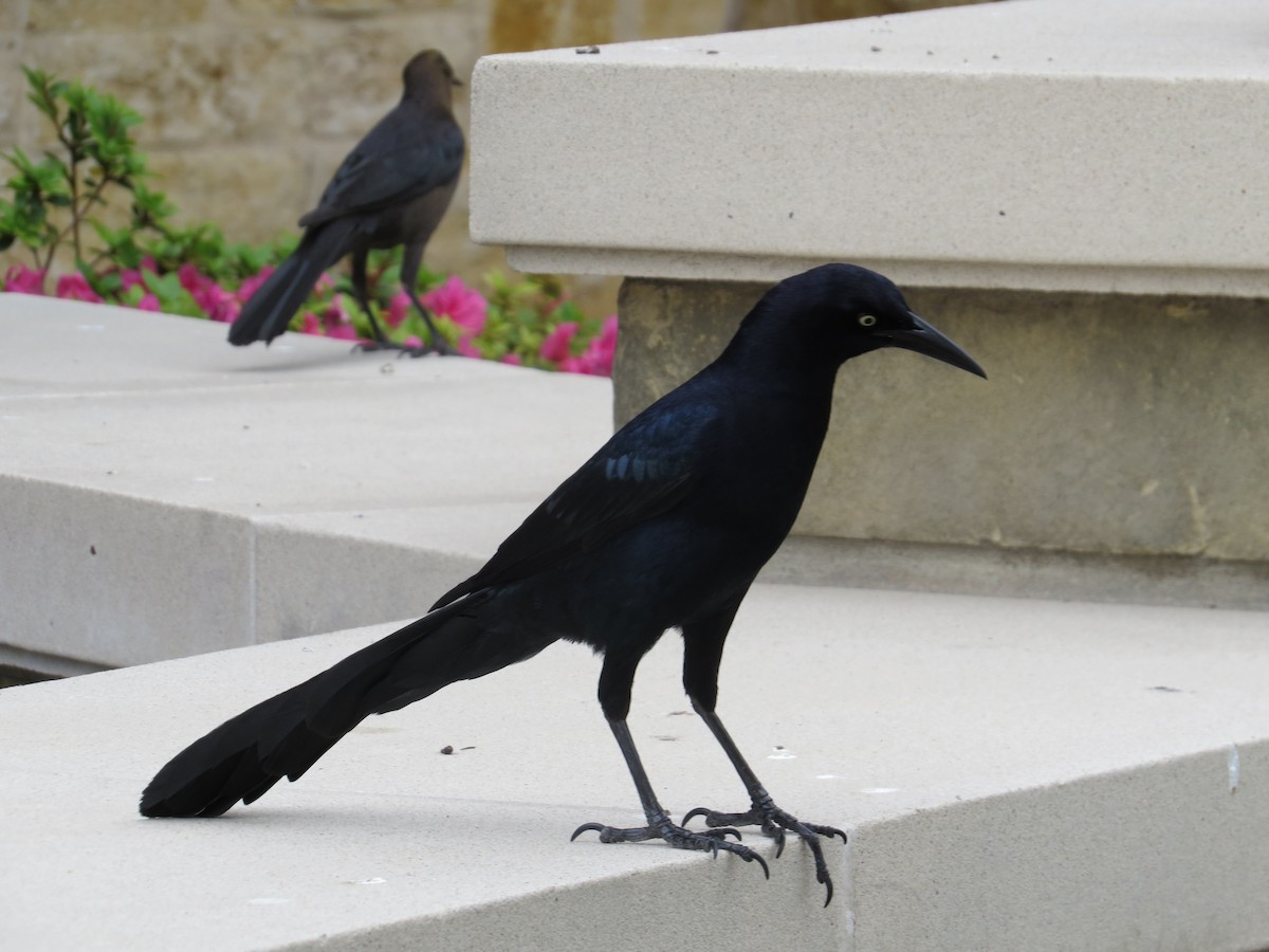 Great-tailed Grackle (Great-tailed) - ML105576881