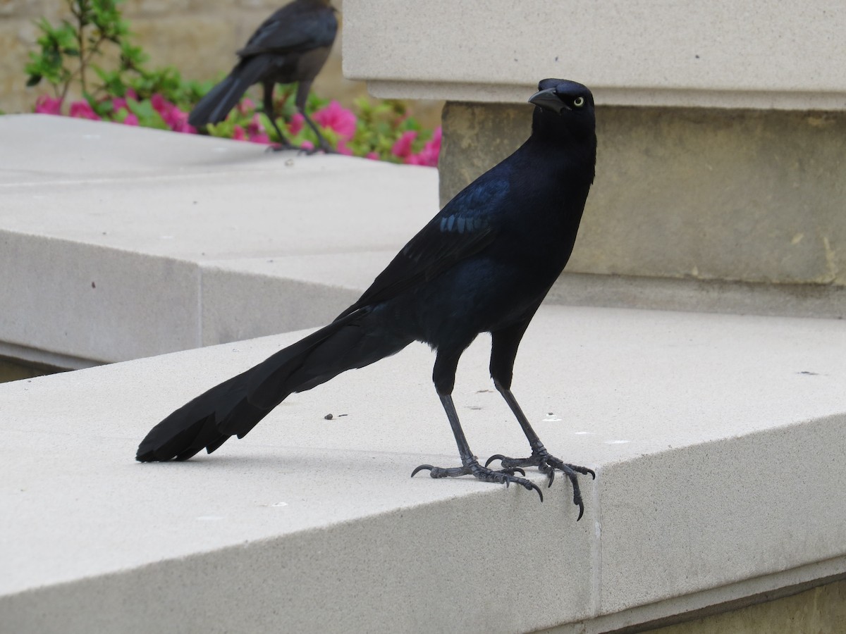 Great-tailed Grackle (Great-tailed) - ML105576891