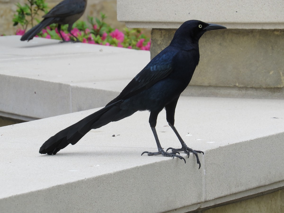 Great-tailed Grackle (Great-tailed) - ML105576951