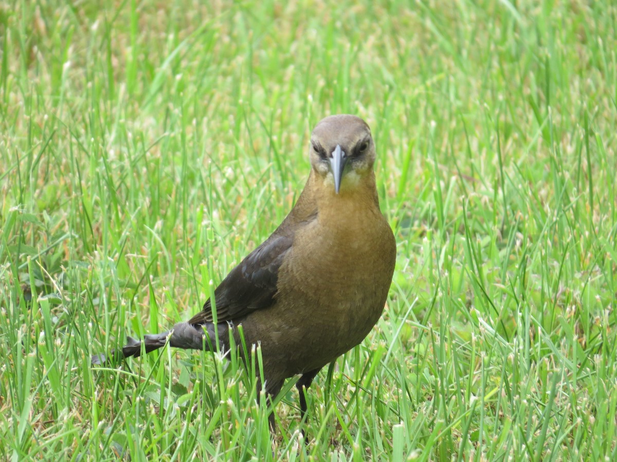 Great-tailed Grackle (Great-tailed) - ML105577221