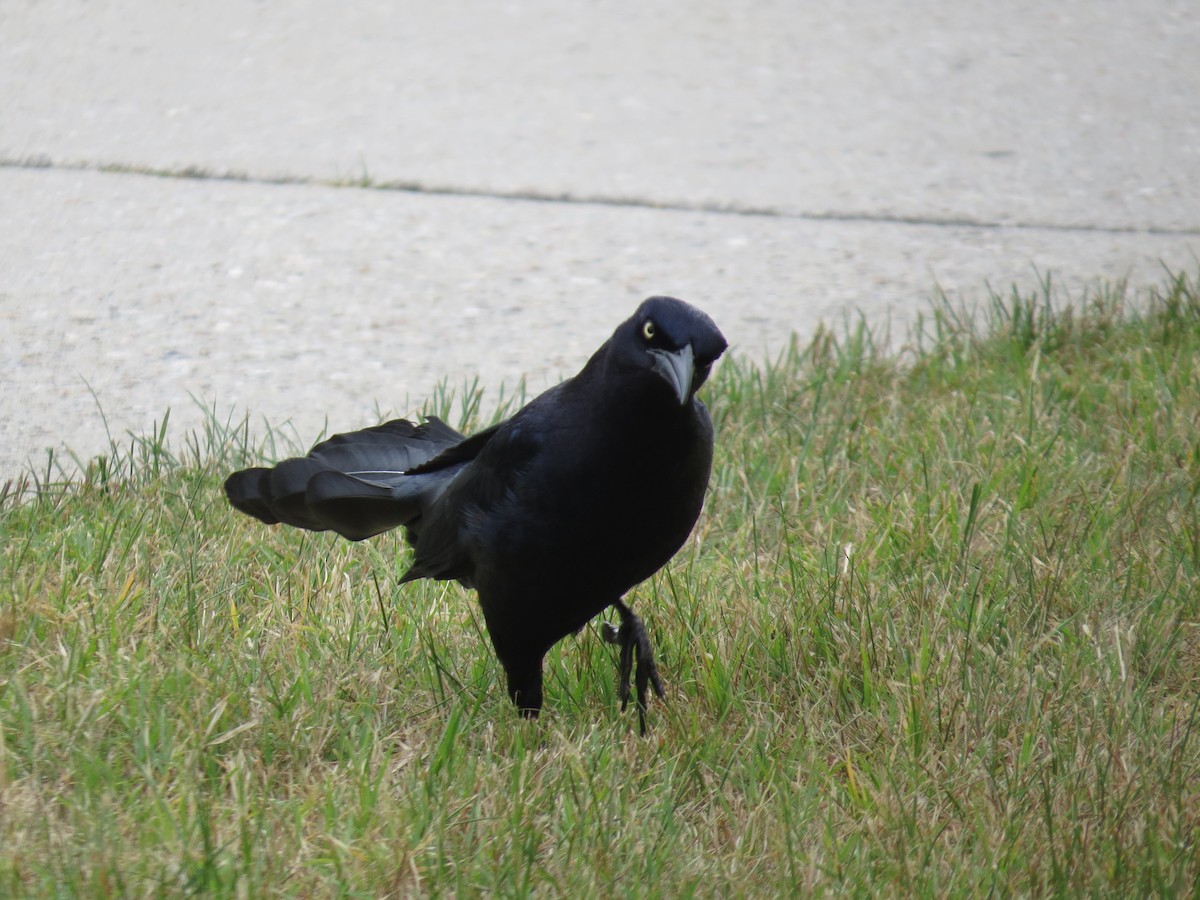 Great-tailed Grackle (Great-tailed) - ML105577241