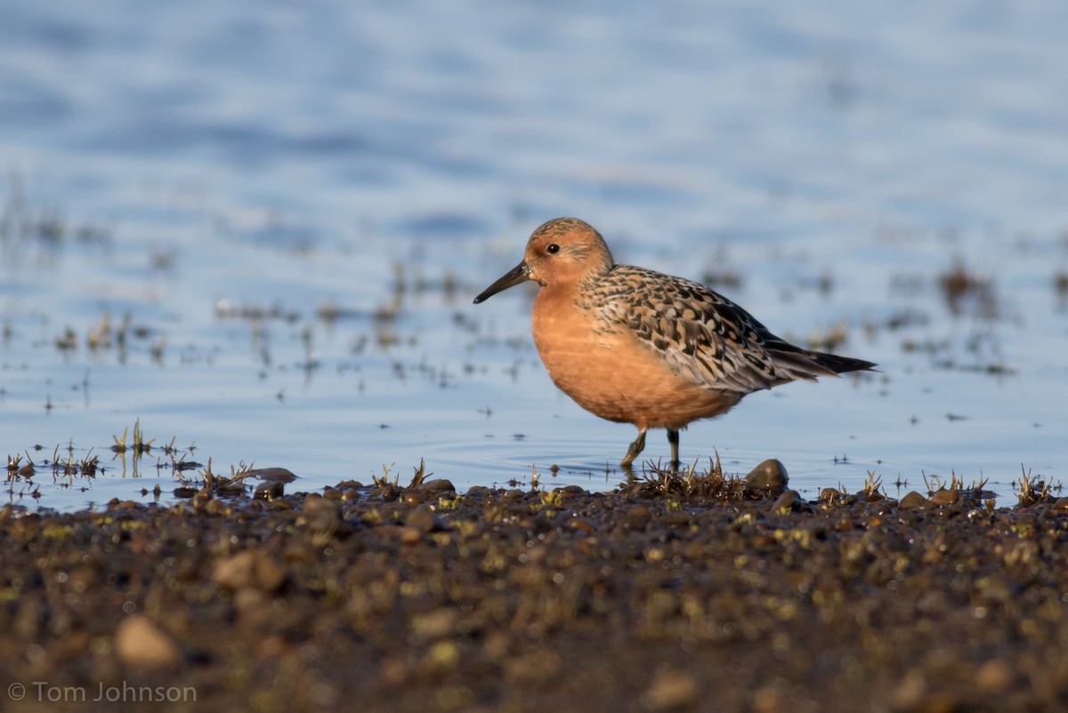 Red Knot - ML105577351
