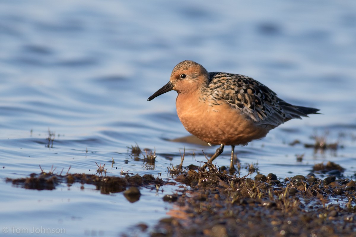Red Knot - ML105577361