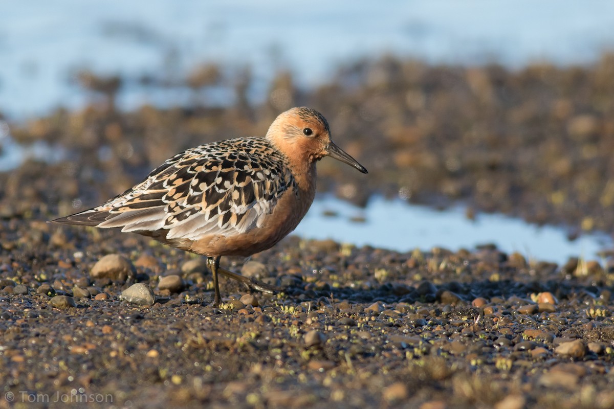 Red Knot - ML105577381