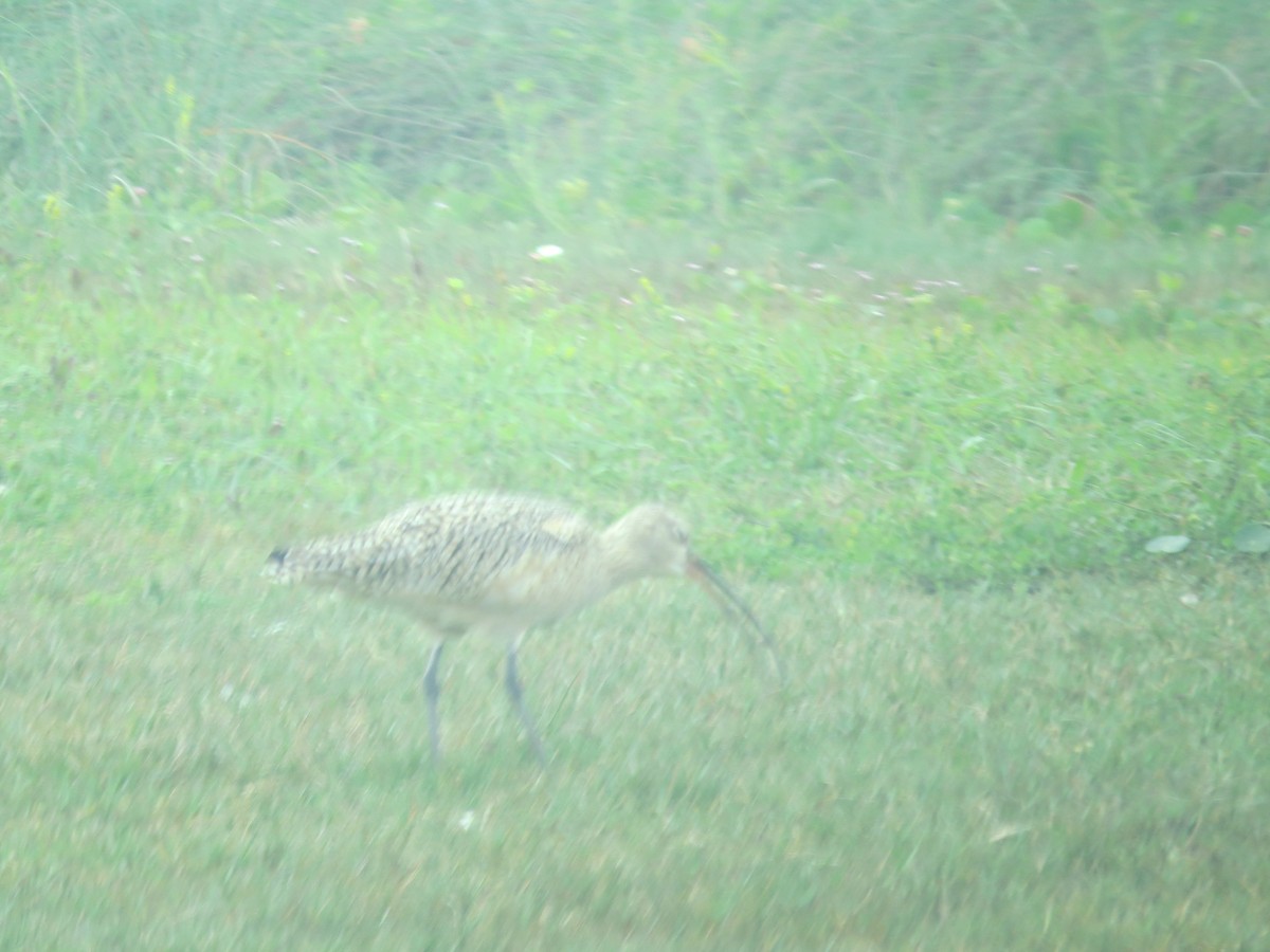 Long-billed Curlew - ML105578451