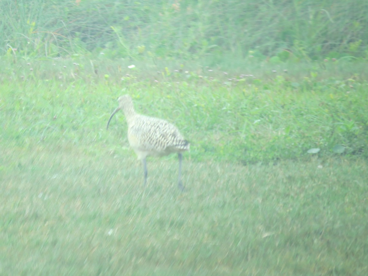 Long-billed Curlew - ML105578491