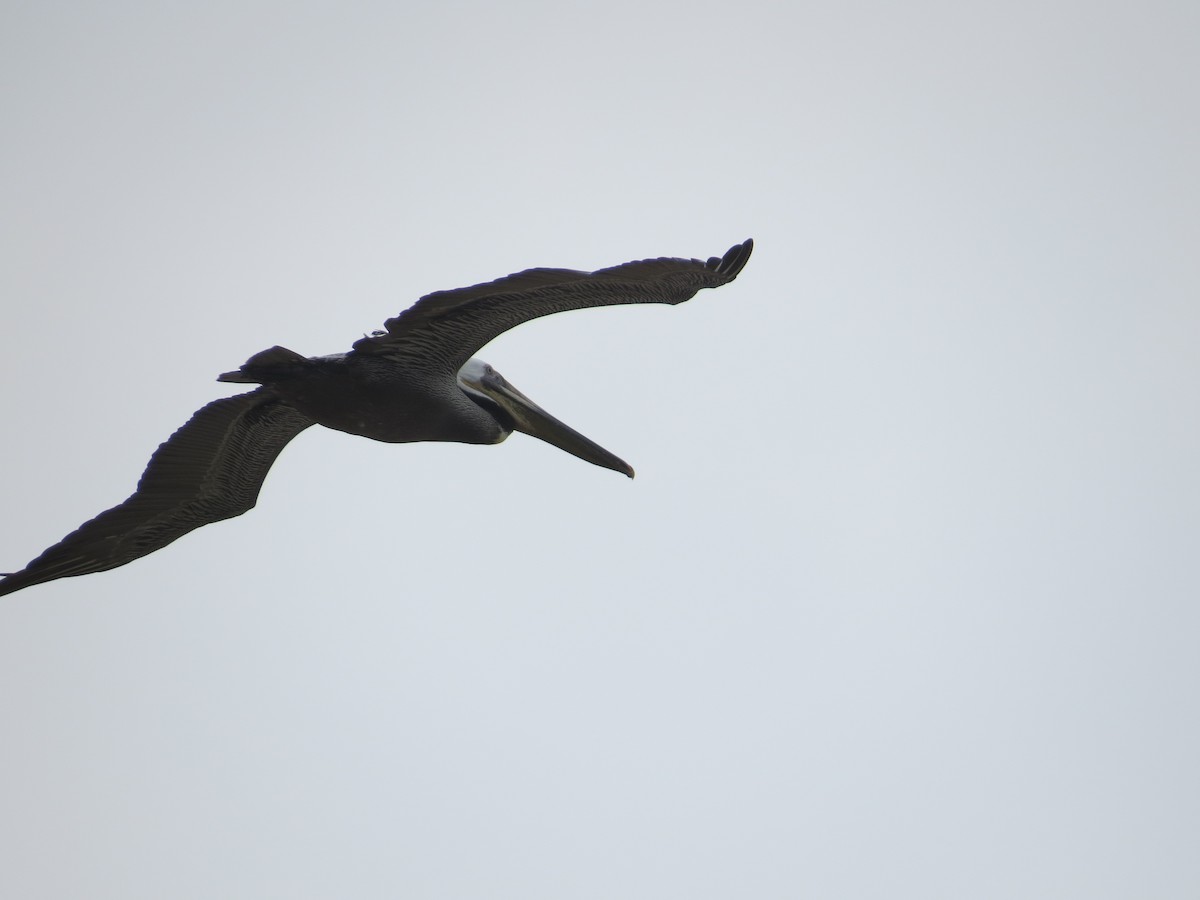 Brown Pelican (Atlantic) - ML105578711