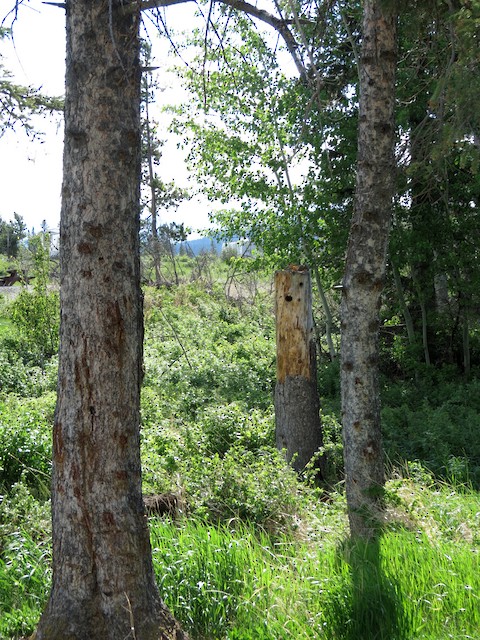Breeding habitat; British Columbia, Canada. - Northern Flicker - 