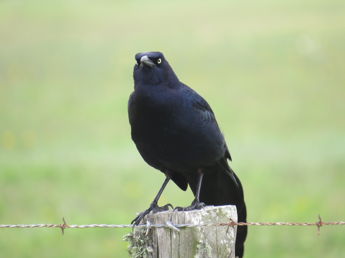 Great-tailed Grackle (Great-tailed) - ML105579681