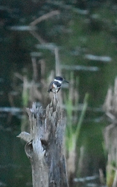 Belted Kingfisher - ML105584391