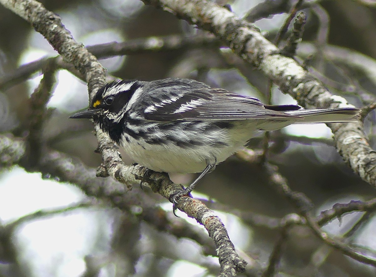 Black-throated Gray Warbler - ML105585131