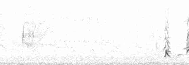 Длинноклювый пересмешник - ML105587