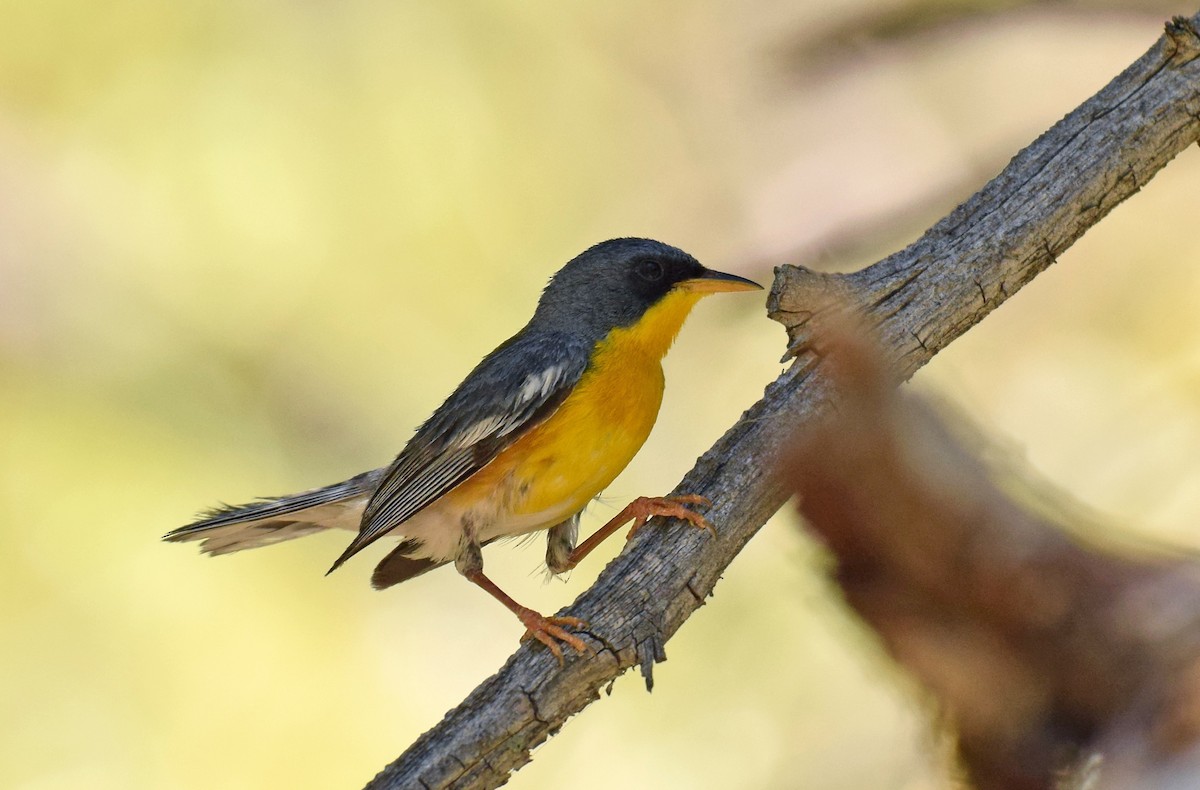 Tropical Parula (West Mexico) - Ryan O'Donnell