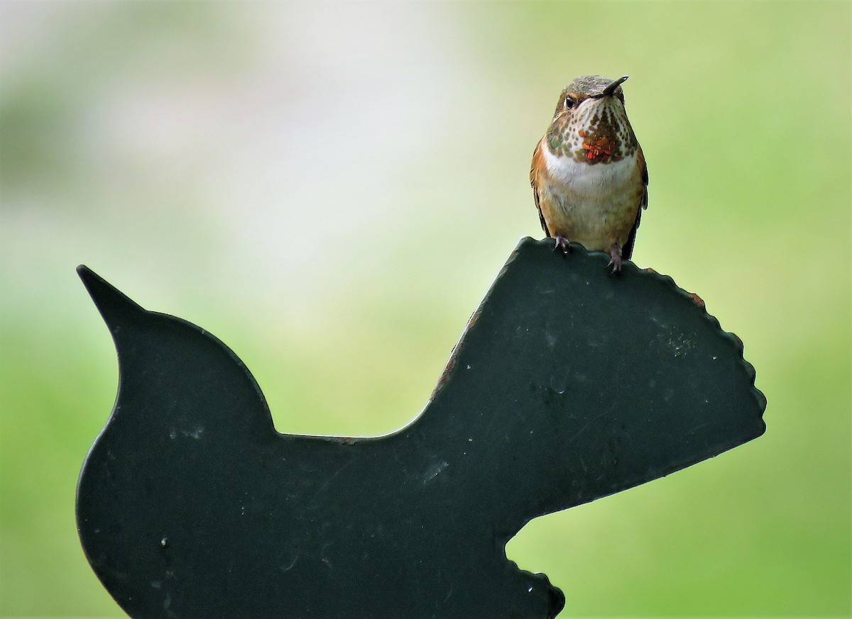 Rufous Hummingbird - Teresa Weismiller