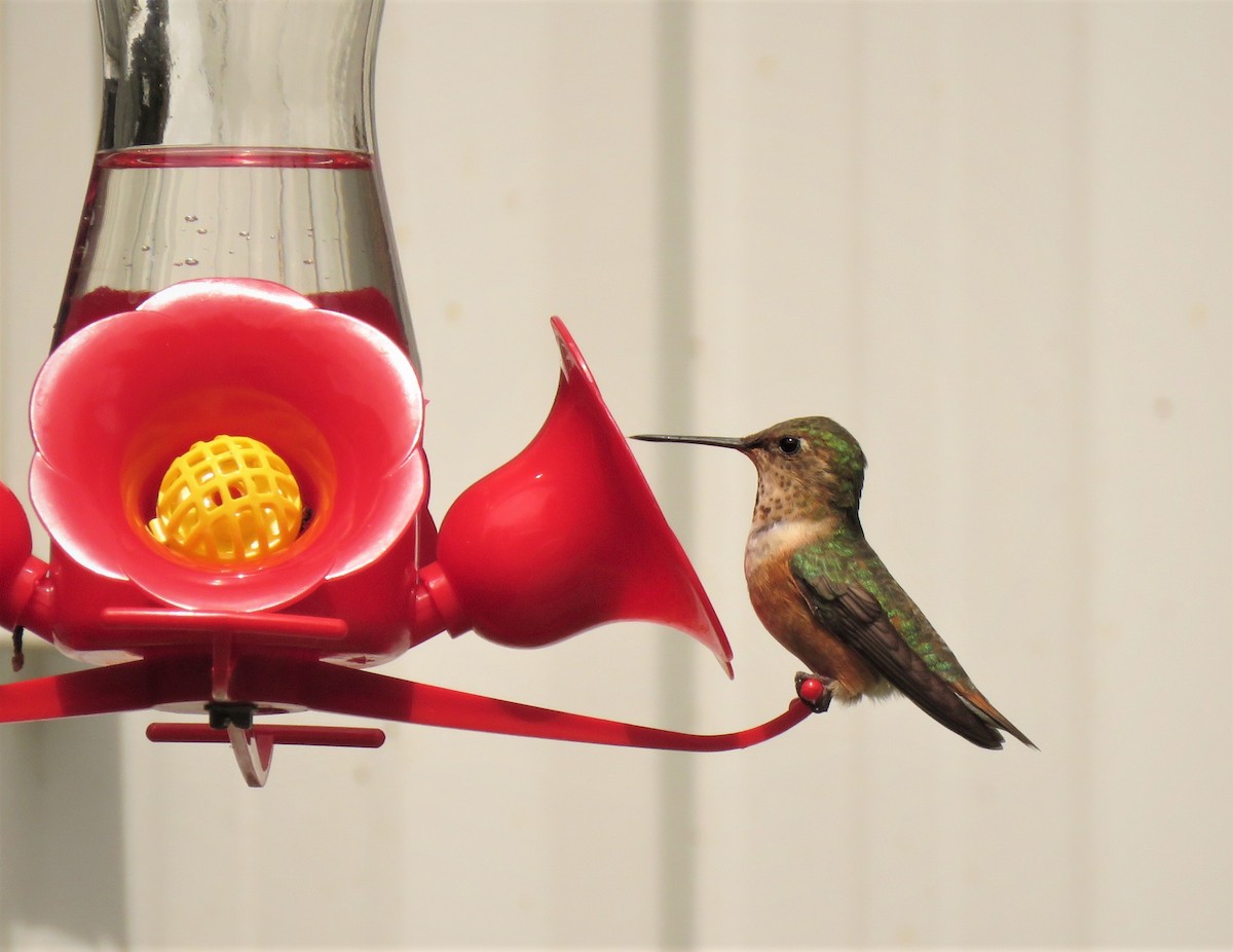 Rufous Hummingbird - ML105589961