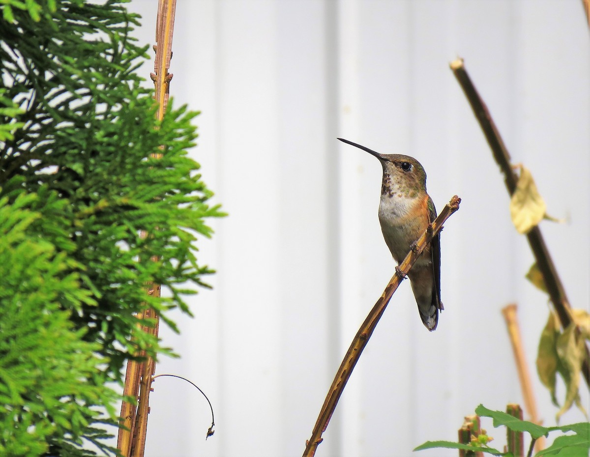 Rufous Hummingbird - ML105590001