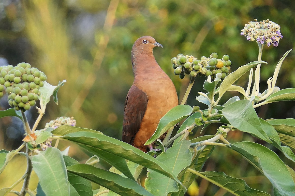 Brown Cuckoo-Dove - Don McIvor