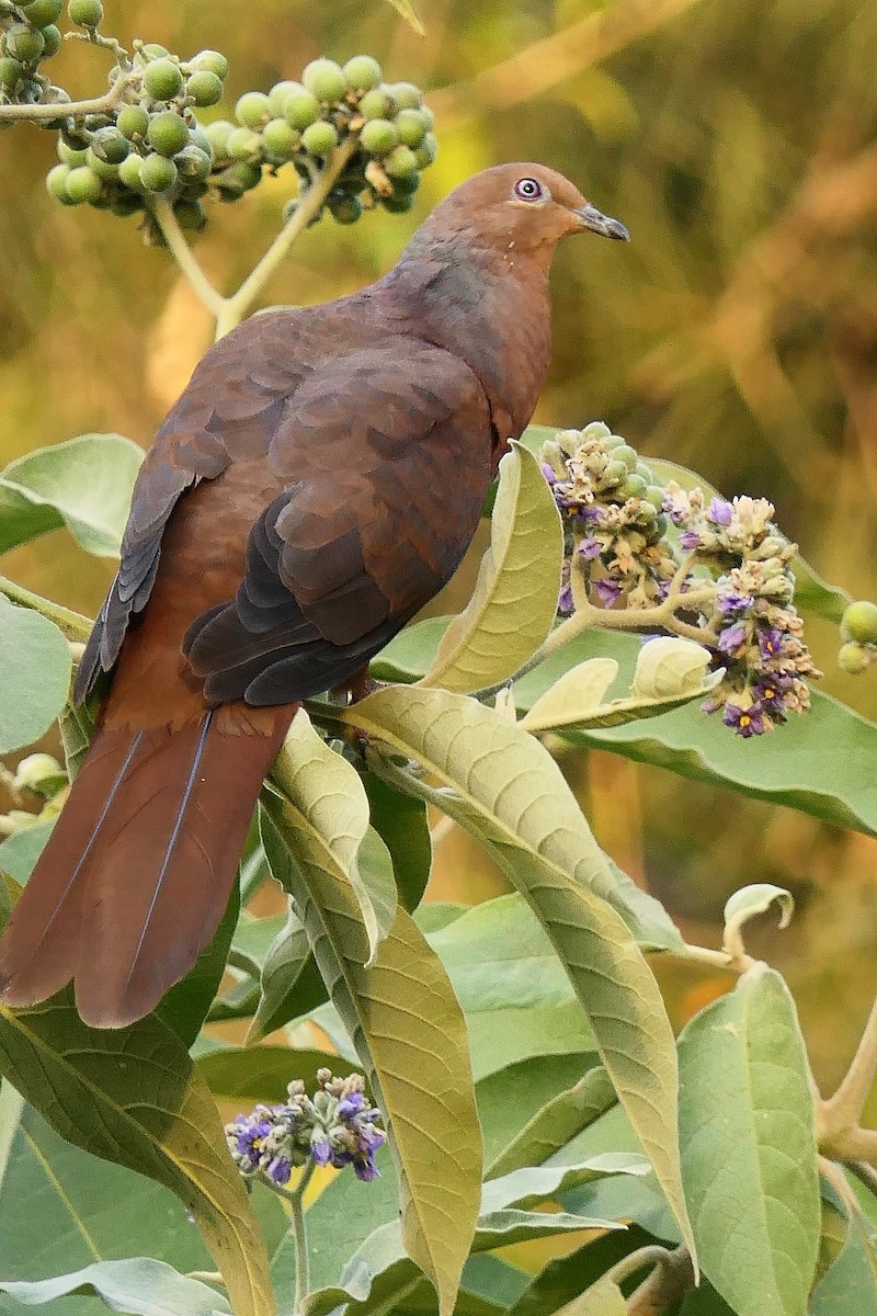 Brown Cuckoo-Dove - ML105593621