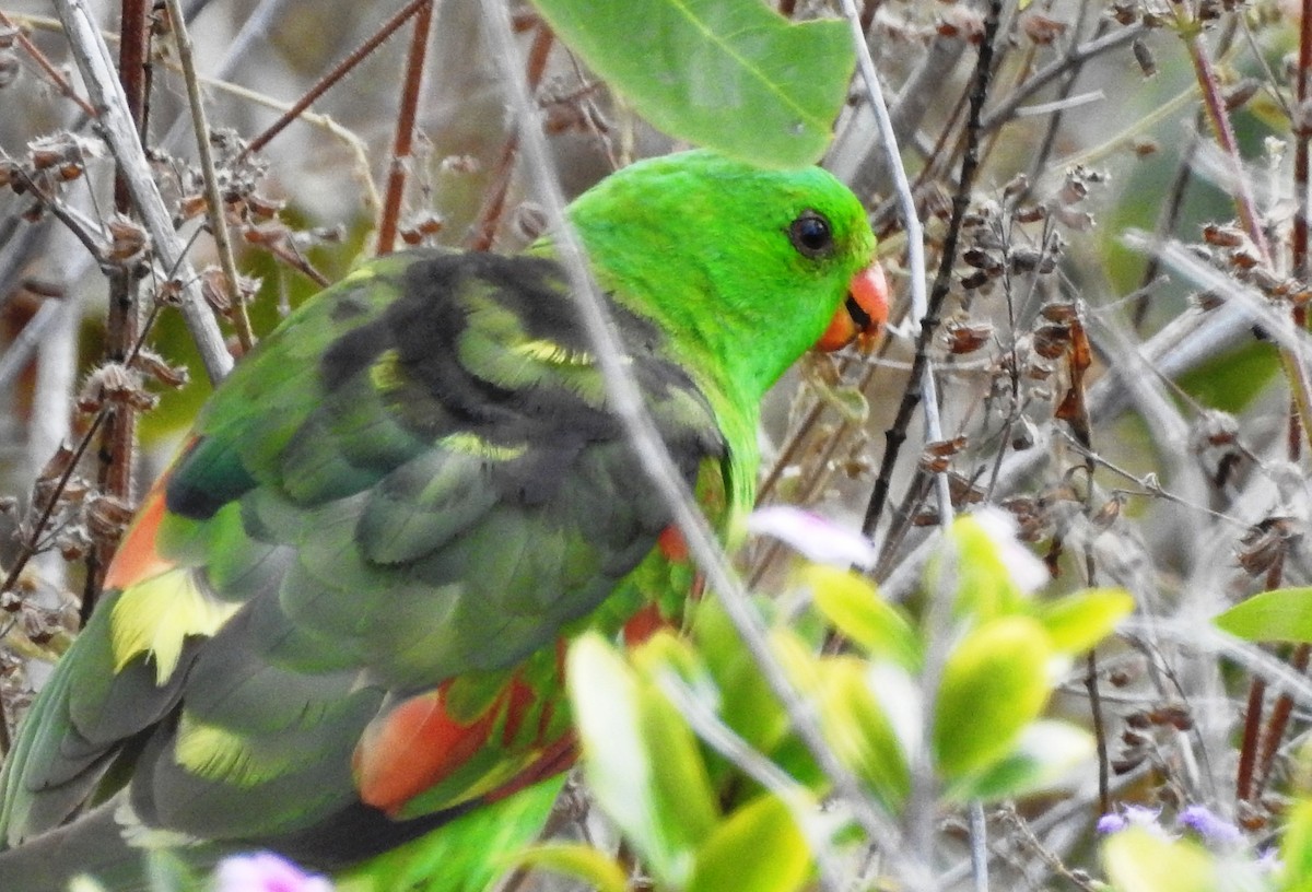 Red-winged Parrot - Chris Storrie