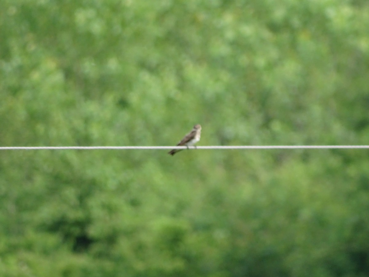 Northern Rough-winged Swallow - Wallace Rickman II