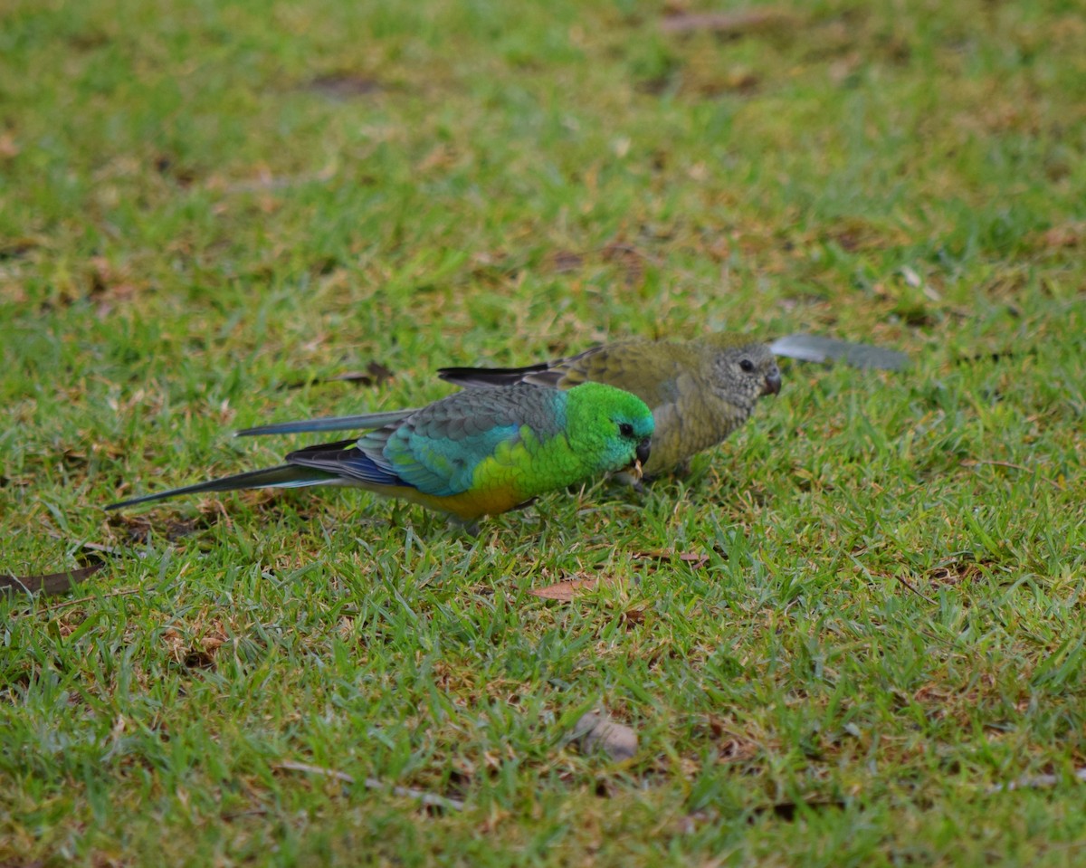 Red-rumped Parrot - Gregory Bryan