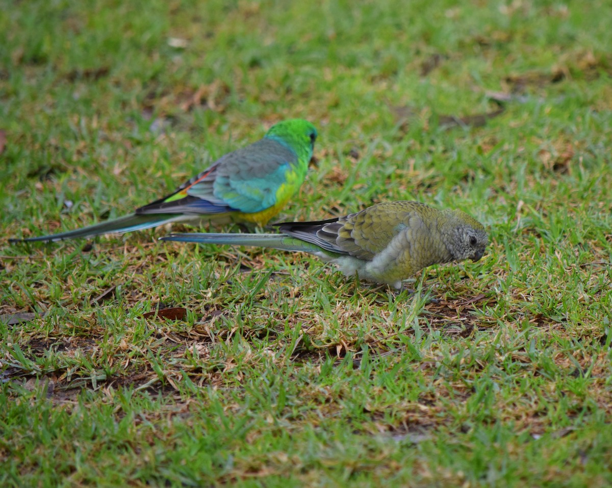 Red-rumped Parrot - Gregory Bryan
