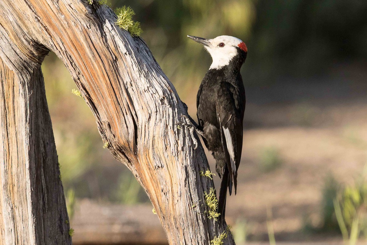 White-headed Woodpecker - Eric VanderWerf