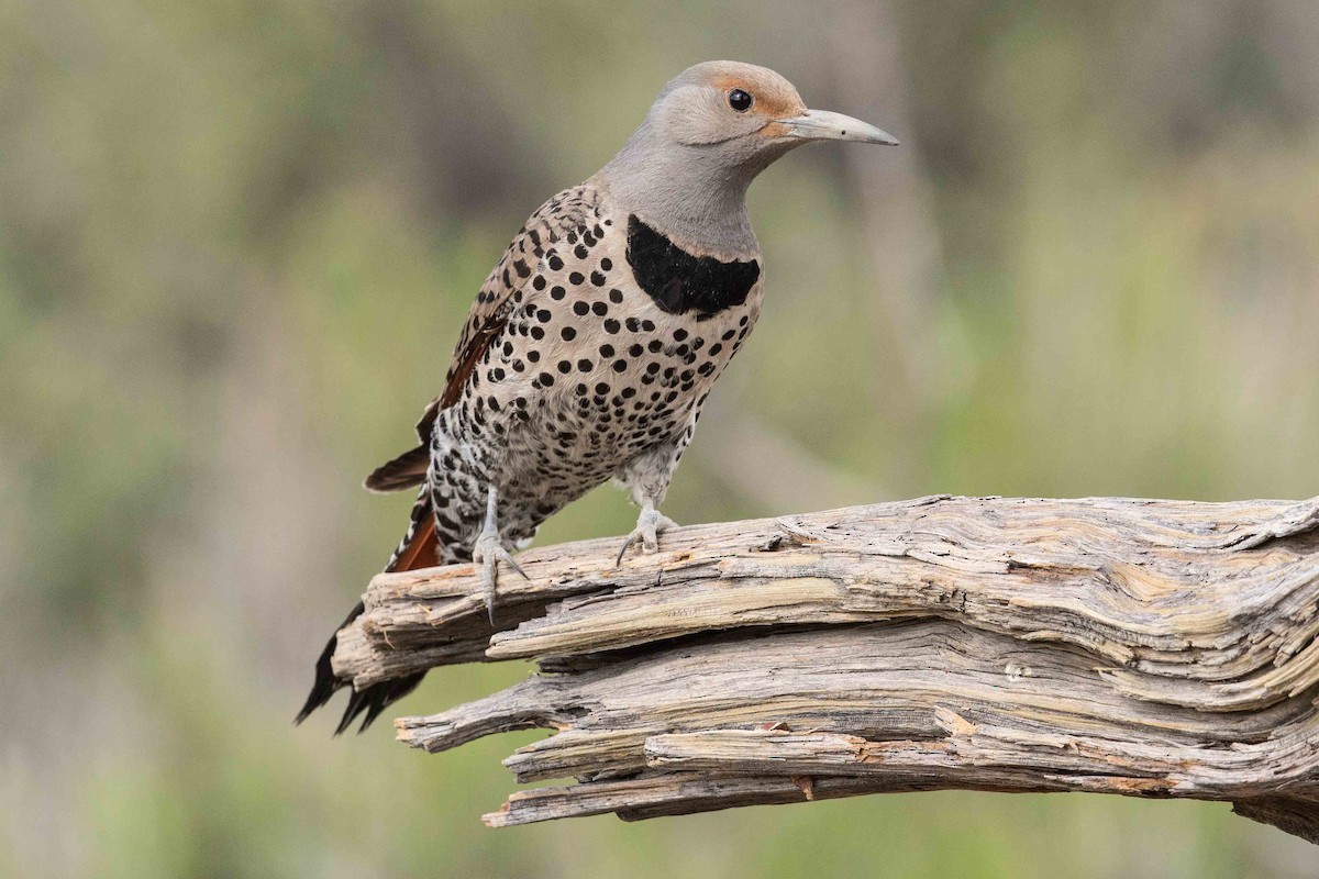 Northern Flicker (Red-shafted) - ML105598591
