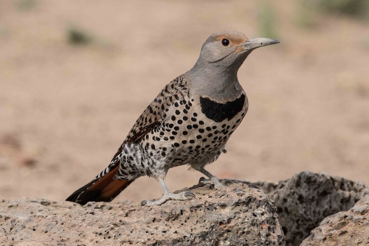 Northern Flicker (Red-shafted) - ML105598681