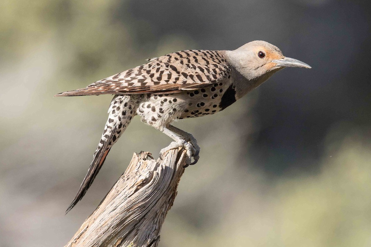 Northern Flicker (Red-shafted) - ML105598691