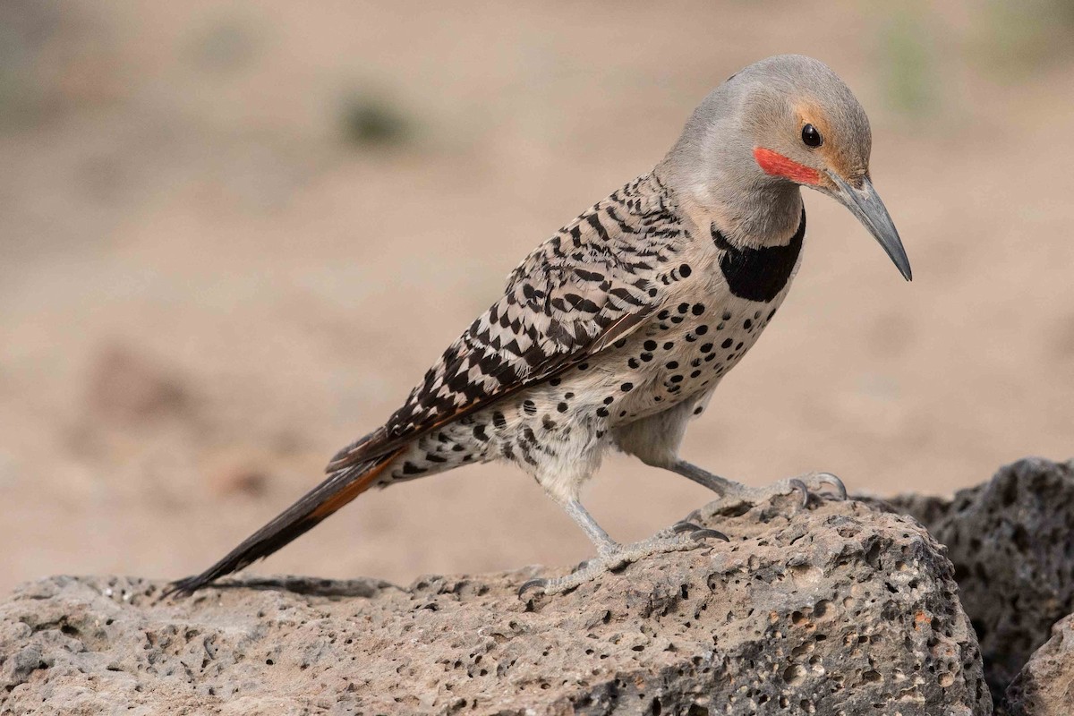 Northern Flicker (Red-shafted) - ML105598701