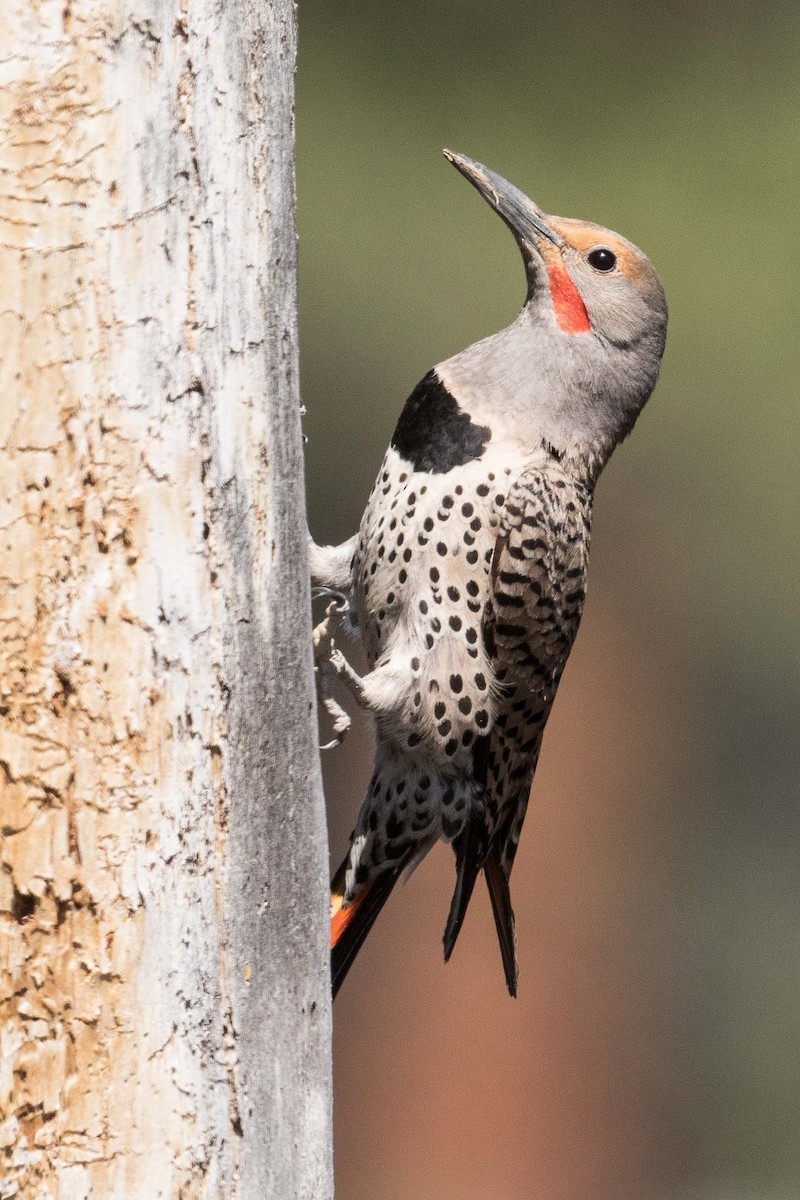 Northern Flicker (Red-shafted) - ML105598891