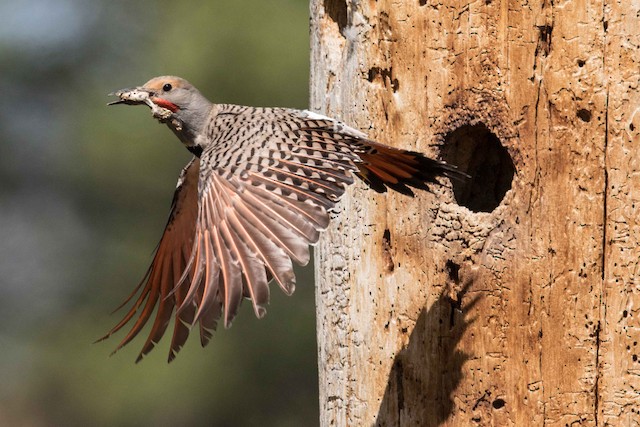  - Northern Flicker (Red-shafted) - 