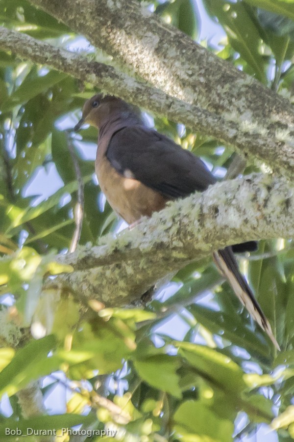 Brown Cuckoo-Dove - ML105600491