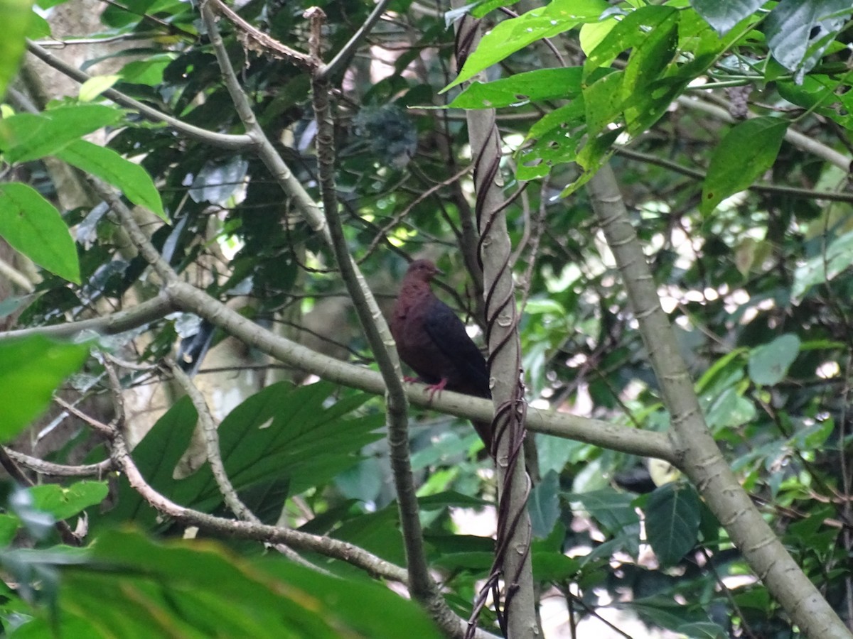 Philippine Cuckoo-Dove - ML105600741