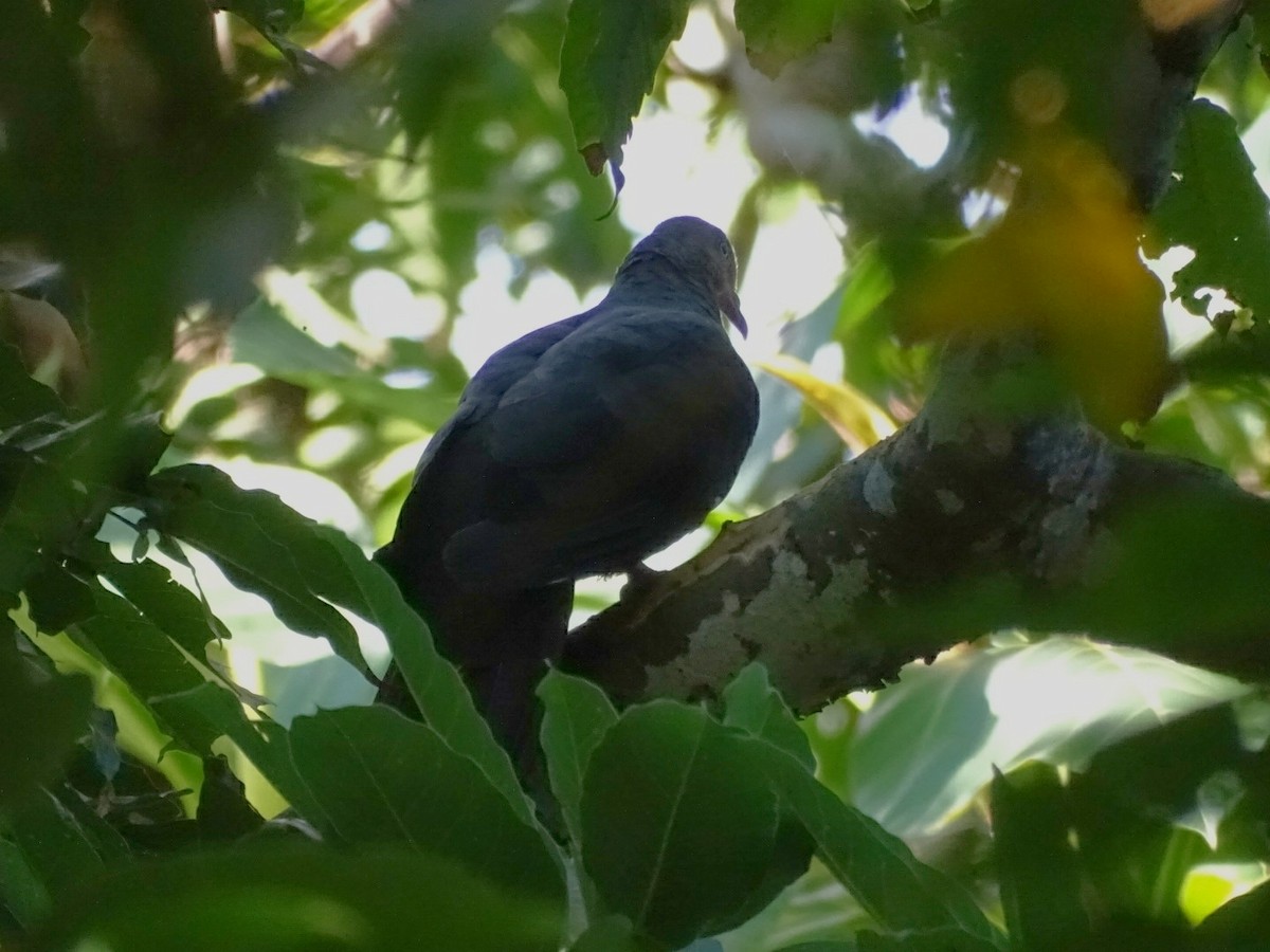 Philippine Cuckoo-Dove - ML105601601