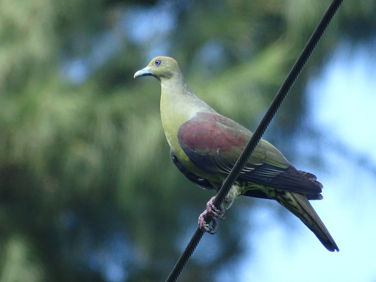 Whistling Green-Pigeon - ML105601851