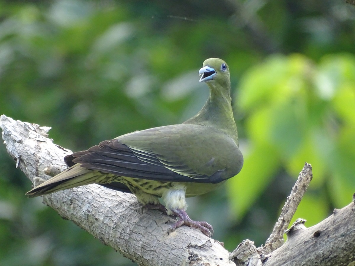 Whistling Green-Pigeon - ML105602011