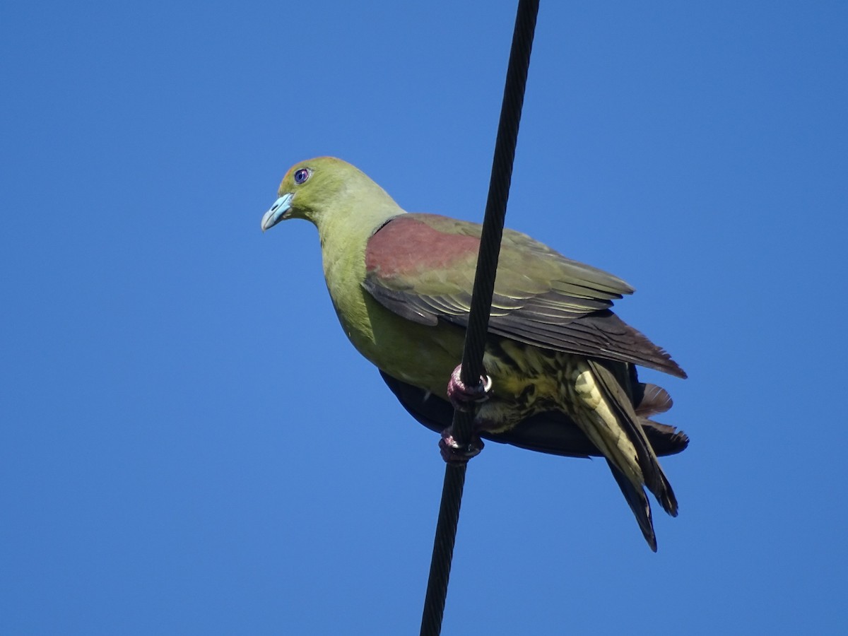 Whistling Green-Pigeon - ML105602021