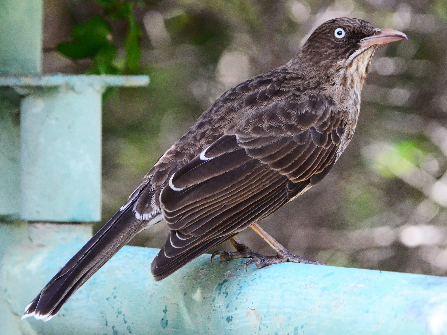 Pearlyeyed Thrasher eBird