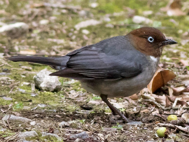 White-eyed Thrush - Turdus jamaicensis - Birds of the World