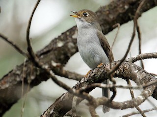  - Cuban Solitaire