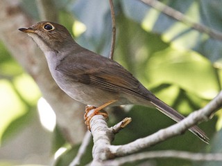  - Cuban Solitaire