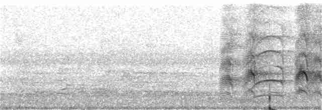 Büyük Kiskadi Tiranı - ML105608821