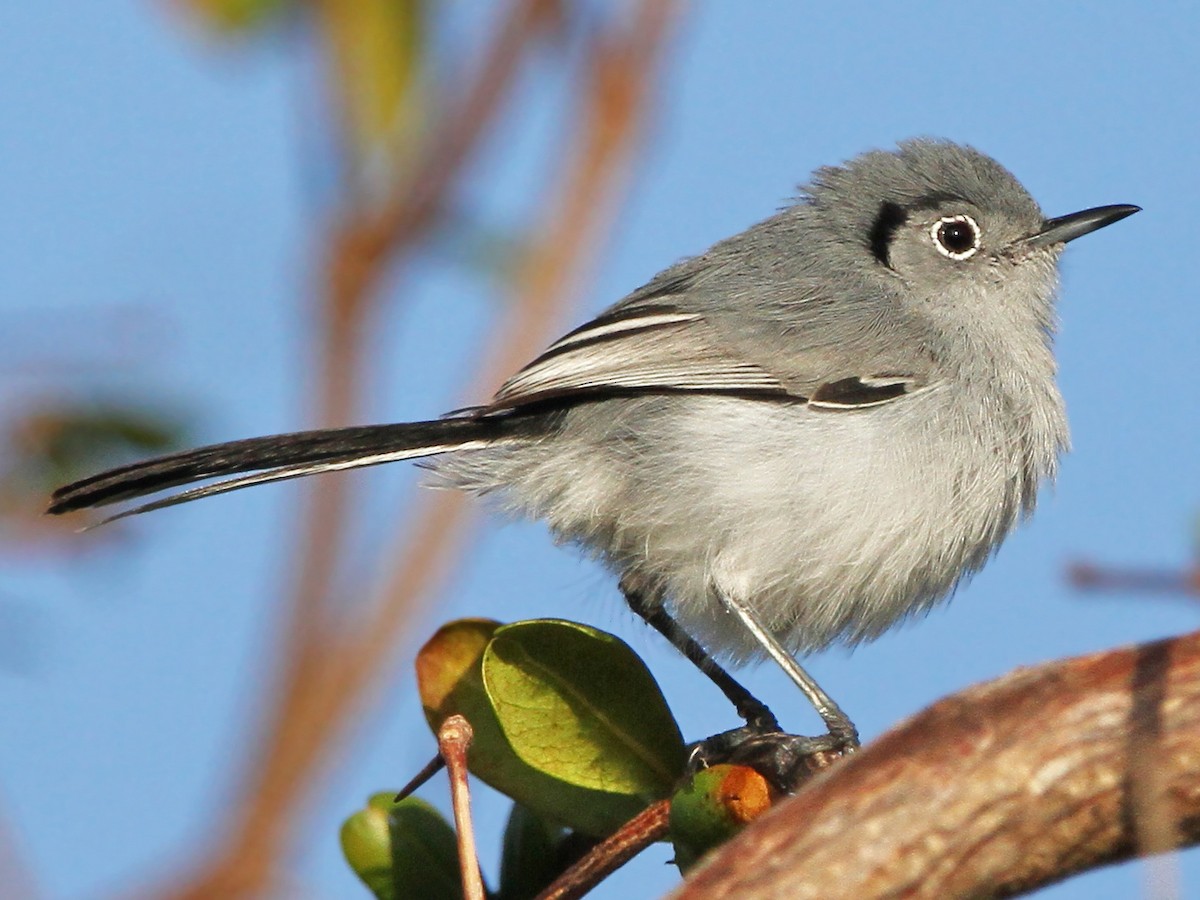 Blue-gray Gnatcatcher - eBird