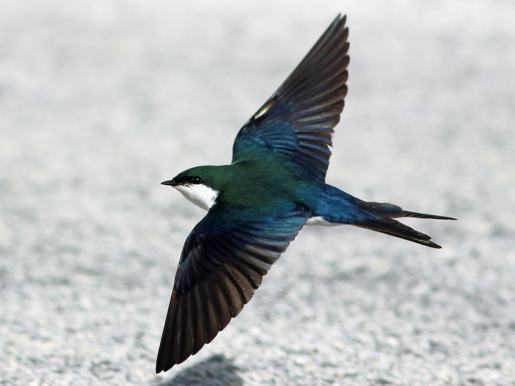 Bahama Swallow - Brendan  Fogarty