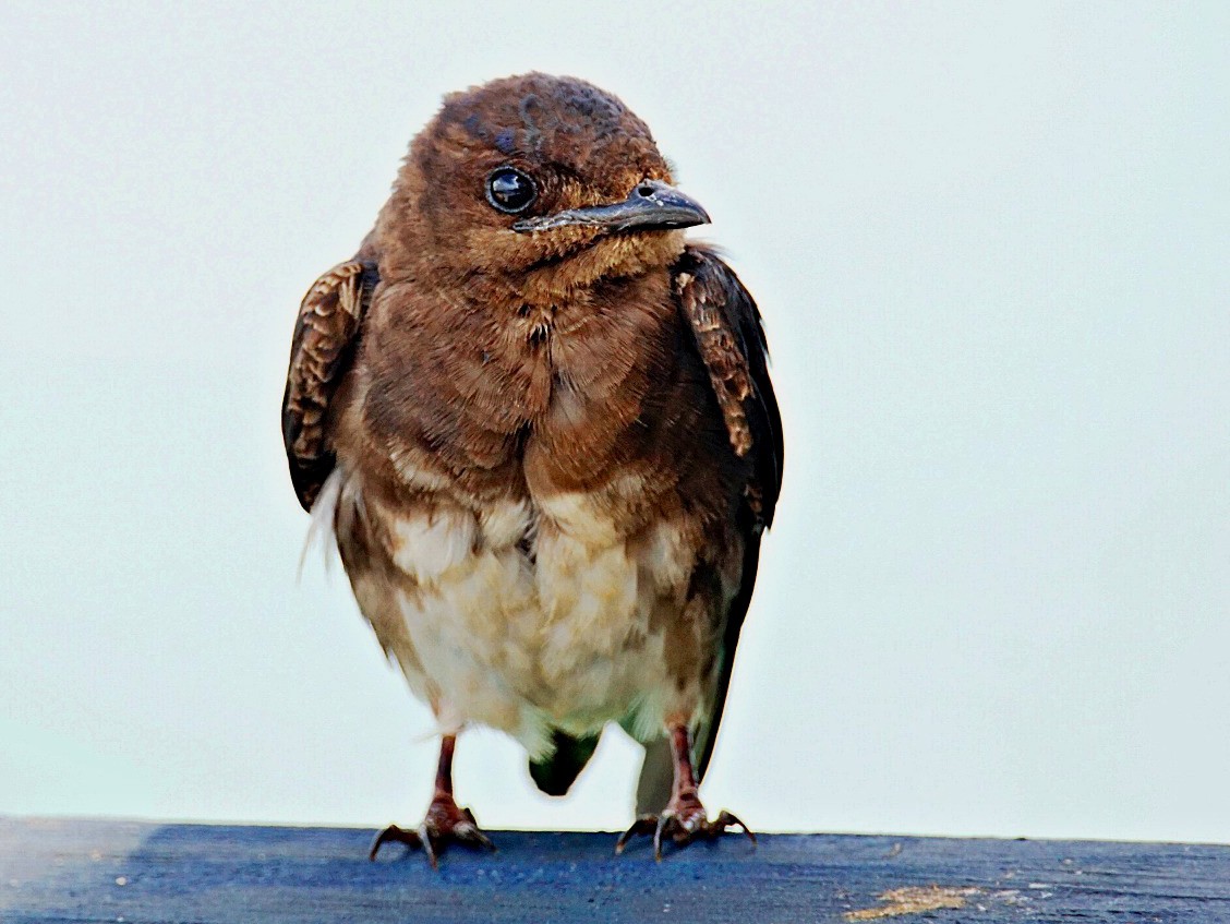 Caribbean Martin - eBird