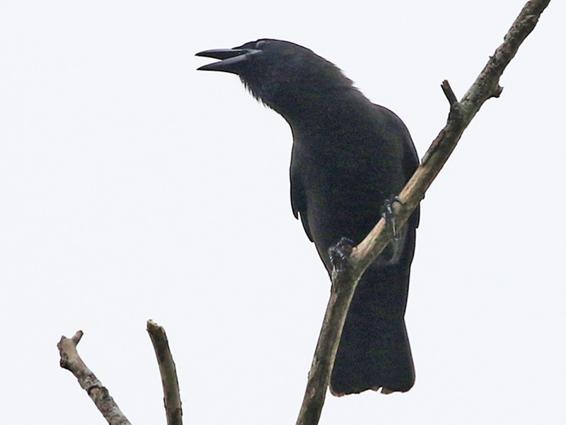 Jamaican Crow - Charley Hesse TROPICAL BIRDING