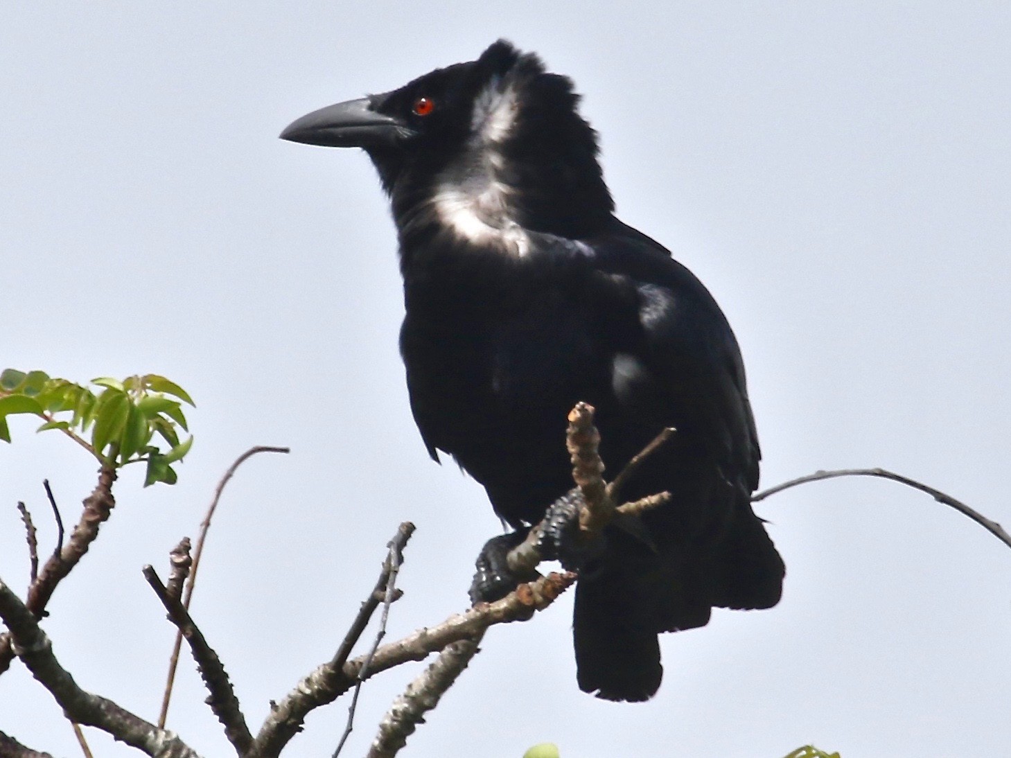 White-necked Crow - eBird